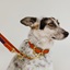 Dog Sitting Zurich -Lami et ses Amis Shop Logo