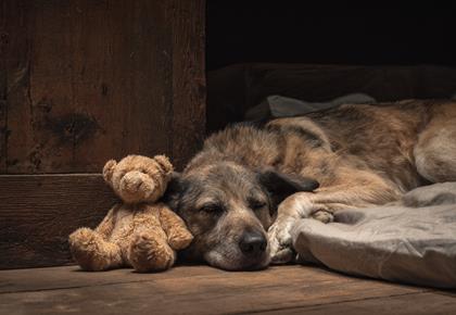 Signs Your Dog Might Be Lonely — and How a Sitter Can Help